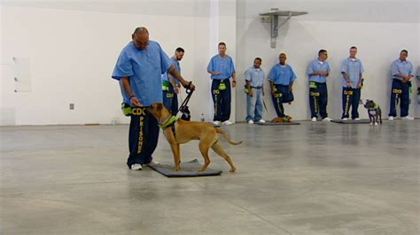 Program At Salinas Valley State Prison Pairs Inmates With Shelter Dogs