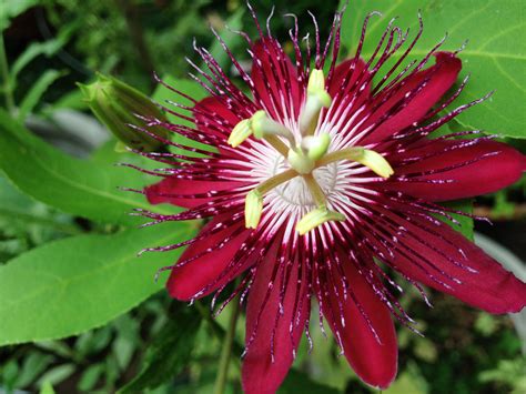 Red Passion Flower Used In Wedding Bouquet In Florida Fiori Esotici