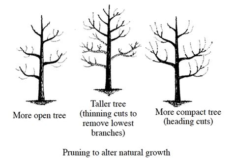 A Guide To Successful Pruning Pruning Deciduous Trees Vce