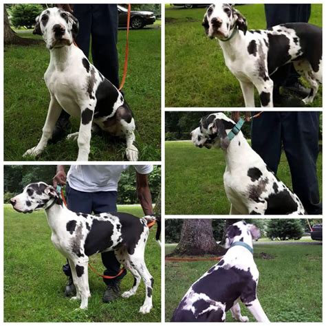 Pups have all puppy shots & are microchipped. Female Harlequin GREAT DANE in District Heights, Maryland ...