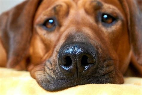 Dog Runny Nose What Causes It And When To Be Concerned Pethonesty