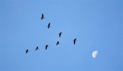 Why Do Bird Flocks Move In Unison Live Science