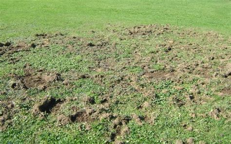 Small Holes In Lawn Overnight {causes How To Fill Them}