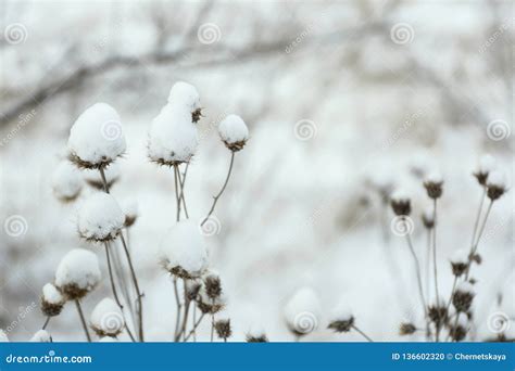 Dry Wildflowers Outdoors On Snowy Winter Day Stock Photo Image Of