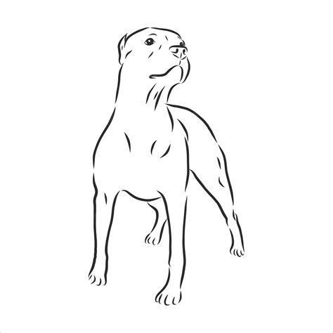 Disegno Di Cane Pitbull Isolato Su Sfondo Bianco Vettore Premium