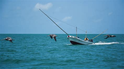 Comienza La Temporada De Pesca De Camarón En México N
