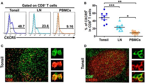 Frontiers A Subset Of Cxcr5cd8 T Cells In The Germinal Centers From