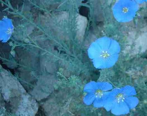 Linum Lewisii Blue Flax