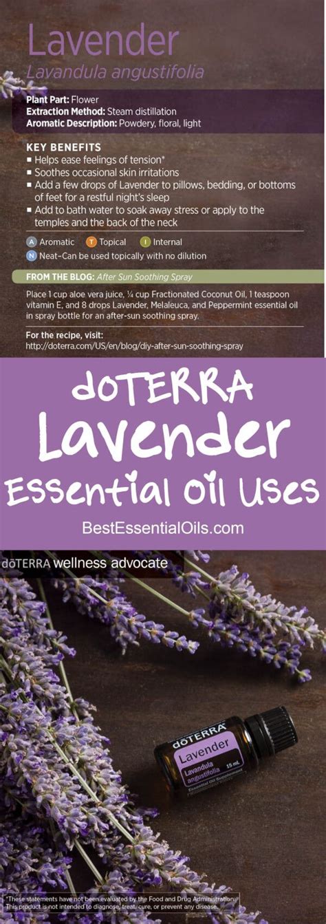 Doterra Lavender Essential Oil Uses Lavender Essential Oil Uses