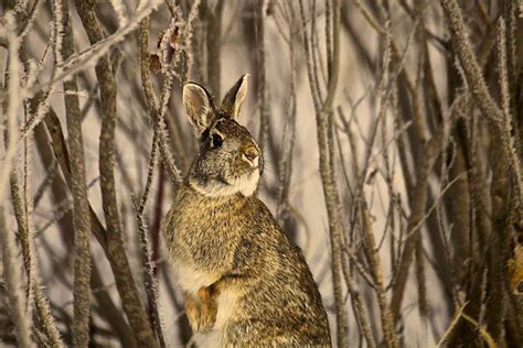 Brier Rabbit By Shawn Brown On Capture Minnesota Contemplating The
