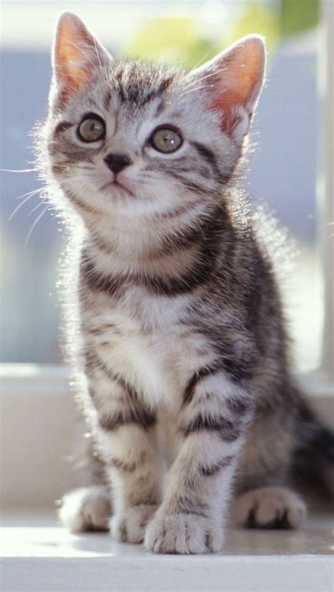 Tabby Kitten Kittens Cutest Tabby Kitten Pretty Cats