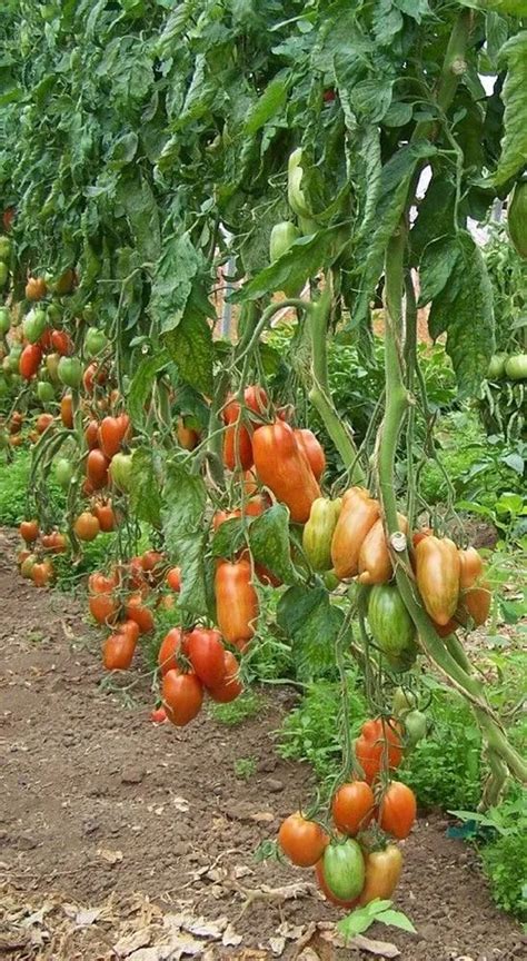 Roma Tomatoes Plant Care And Growing Basics Water Light Soil