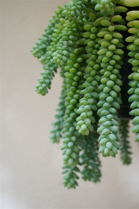 How To Choose The Best Hanging Succulent Plants Arianna Frasca