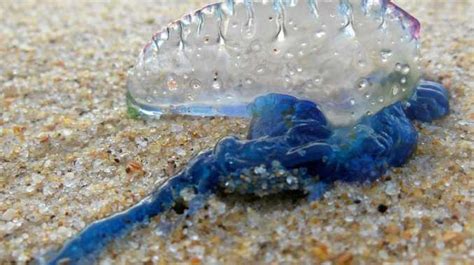 How To Tell If That Jellyfish Is Deadly Or Not Mackay Daily Mercury