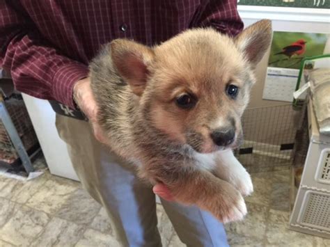 Vip puppies works with responsible dog breeders across the usa. ADORABLE PEMBROKE CORGI PUPPIES for Sale in Smyrna ...