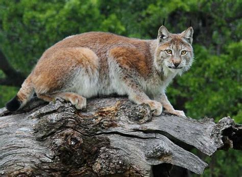 Siberian Lynx Is The Largest Of The Lynxes With Males Weighing As Much
