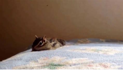 After This Chipmunk Wakes Up Everyday He Goes Through The Most Adorable