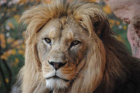 Photo Gratuite Lion Animal Sauvage Zoo Sauvages Image Gratuite