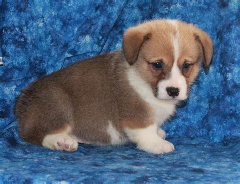 Extremely loving with its family, it will love to follow the family around and be involved in your. Corgi Puppies For Sale Utah | PETSIDI
