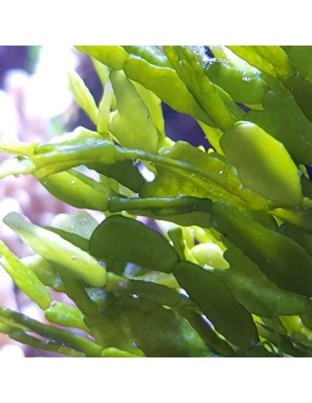 Clean Halimeda Incrassata Marine Algae From The Macroalgae Experts