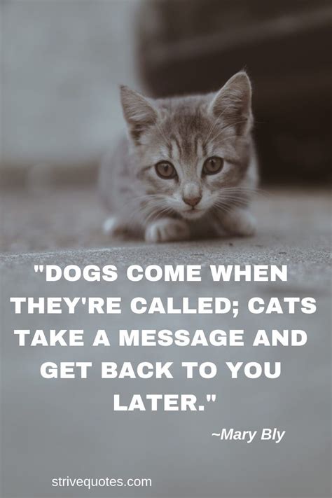 20 Funny Cat Quotes And Sayings Images Strive Quotes Cat Quotes