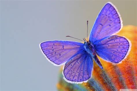 Purple Butterfly Wallpaper ·① Wallpapertag