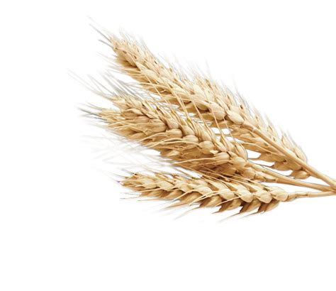 Wheat Png Transparent Image Download Size 650x563px