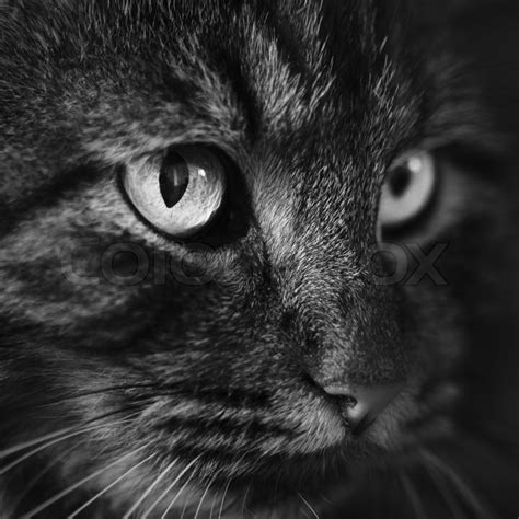 Wonderful Eyes Of Norwegian Forest Cat In Black And White