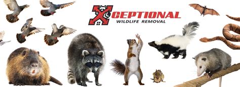Wildlife Removal Animal Control Xceptional Wildlife Removal