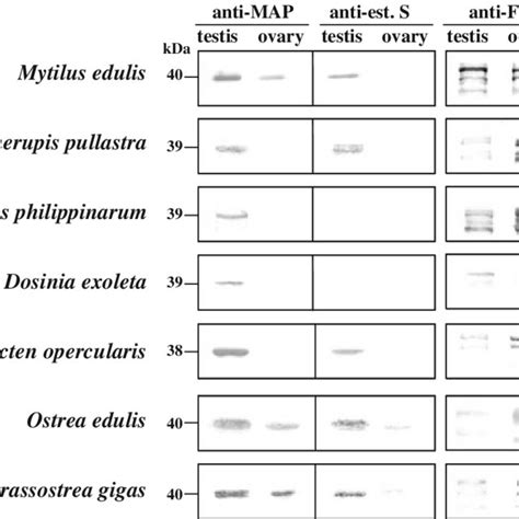 Gonad Sex Cell Biased Est Like And Fn Like Polypeptide Patterns Are Download Scientific Diagram