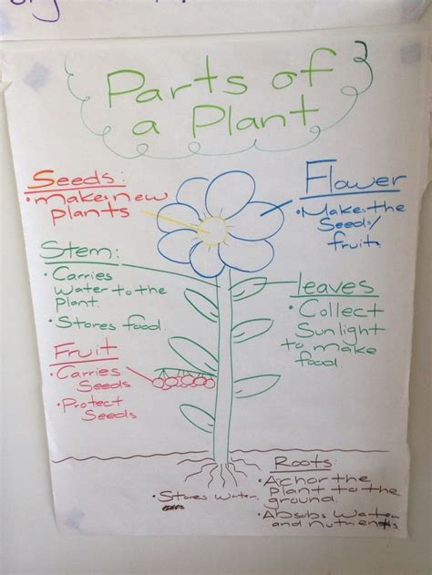 Plant Parts 5th Grade Anchor Chart Parts Of A Plant 5th Grades