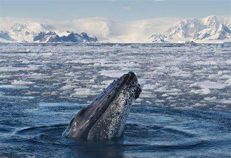 A humpback whale off the coast of cape cod bit off more than it could chew on friday when it accidentally caught a commercial lobster diver in its mouth. Top 5 Must-See Wildlife in Antarctica | Condé Nast Johansens