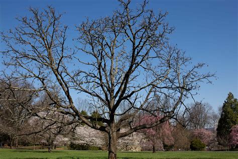 Photo Galleries Friends Of The Frelinghuysen Arboretum