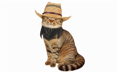 Funny skype, zoom & teams backgrounds. Pictures Cats Funny Hat Animals White background