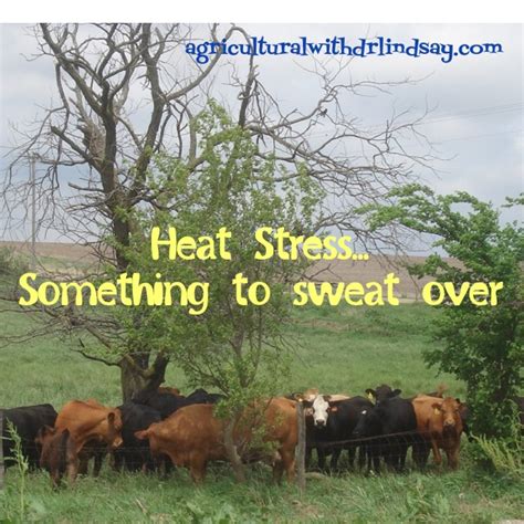 How Do Cattle Handle Heat Agricultural With Dr Lindsay