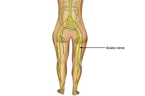 Diagram Rib Nerve Diagram Mydiagramonline