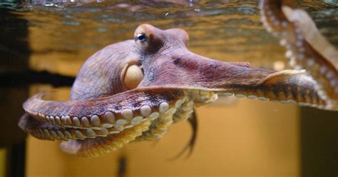 Nature Octopus Making Contact Season 38 Episode 1 Pbs