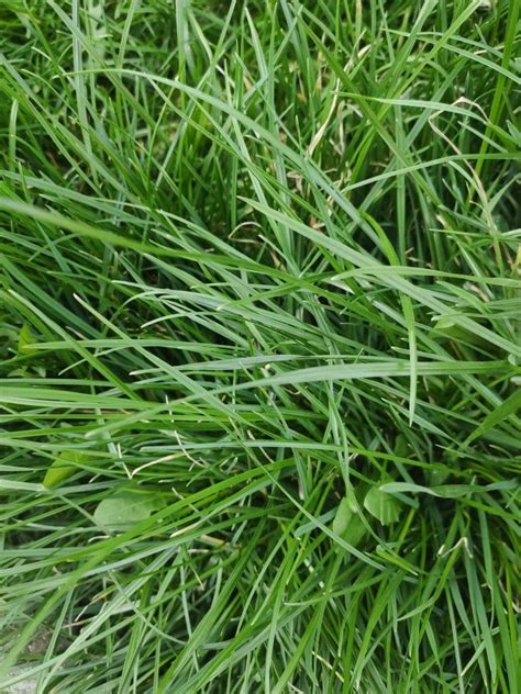 4 Best Grass Types For Lawns In Chicago Il Lawnstarter Artofit