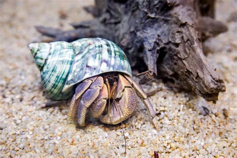 Creating The Perfect Habitat For Your Hermit Crab