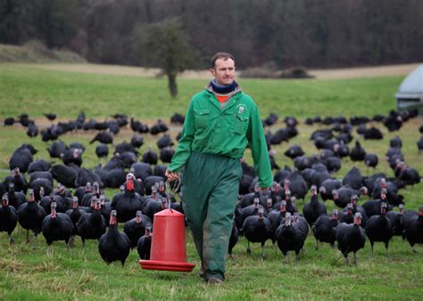 Maple lawn is the largest turkey farm in the area, raising 20,000 turkeys this year. Travel for Trees: Adams Turkey Farm and Maple Production
