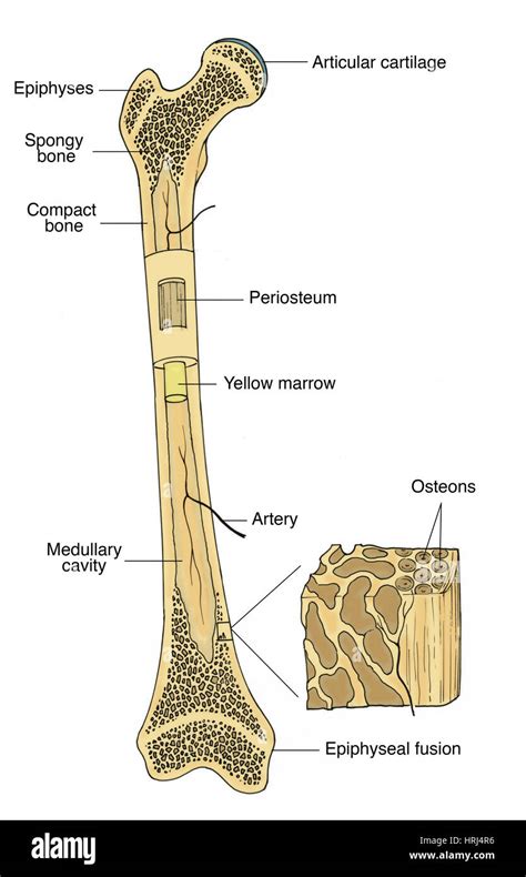 Illustration De La Structure Osseuse Photo Stock Alamy