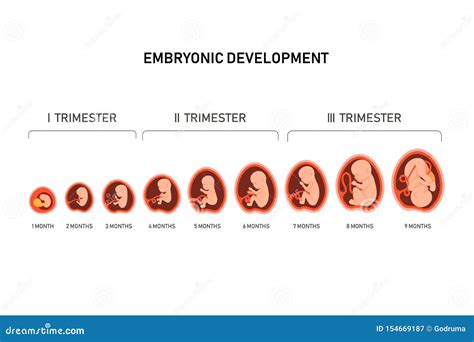 Pregnancy Fetal Foetus Development Embryonic Month Stage Growth Month