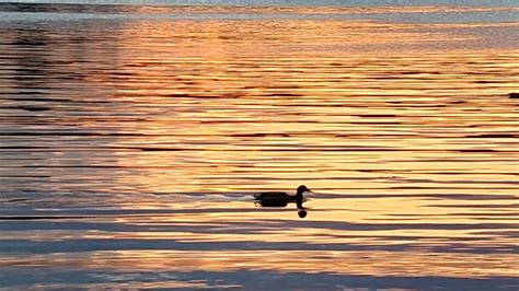 Sunset Lake Ducks 5 25 20 Youtube