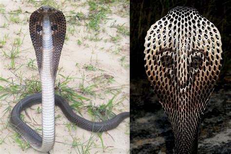 Click here to play classic snake game online. Worshiping them to Death - Myths and Truth about Snakes ...