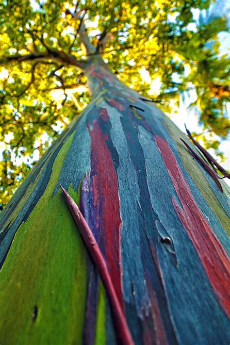 Eucalyptus Deglupta Eucalyptus Multiflora Rainbow Eucalyptus