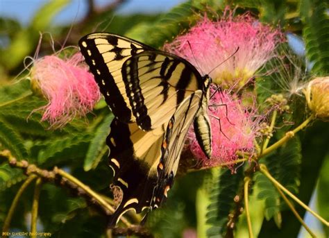 Eastern Tiger Swallowtail On Mimosa Swallowtail Insects Invertebrate