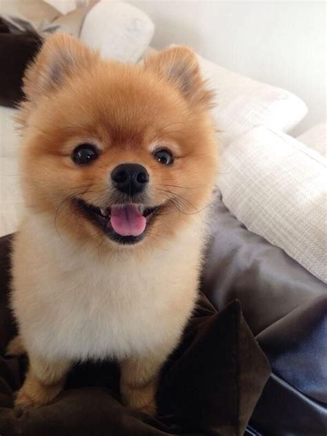 80 Best Of Boo The Pomeranian Haircut Haircut Trends