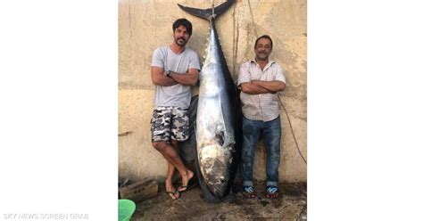 غواص لبناني يصطاد سمكة تونة عملاقة ويهبها للمحتاجين سكاي نيوز عربية