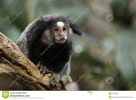 It usually has a brown or black head and its limbs and upper. Black-tufted marmoset stock photo. Image of world, eared ...