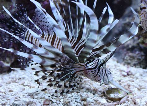 Todds Top 5 Predatory Fish For A Marine Aquarium Absolutely Fish